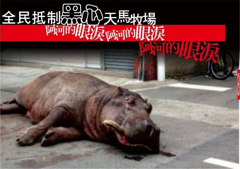 誰害死了阿河！？前牧場員工血淚PO文控訴：快死的動物就隨便丟了... ...