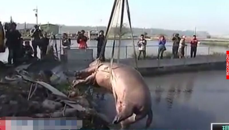 誰害死了阿河！？前牧場員工血淚PO文控訴：快死的動物就隨便丟了... ...