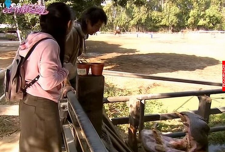 誰害死了阿河！？前牧場員工血淚PO文控訴：快死的動物就隨便丟了... ...