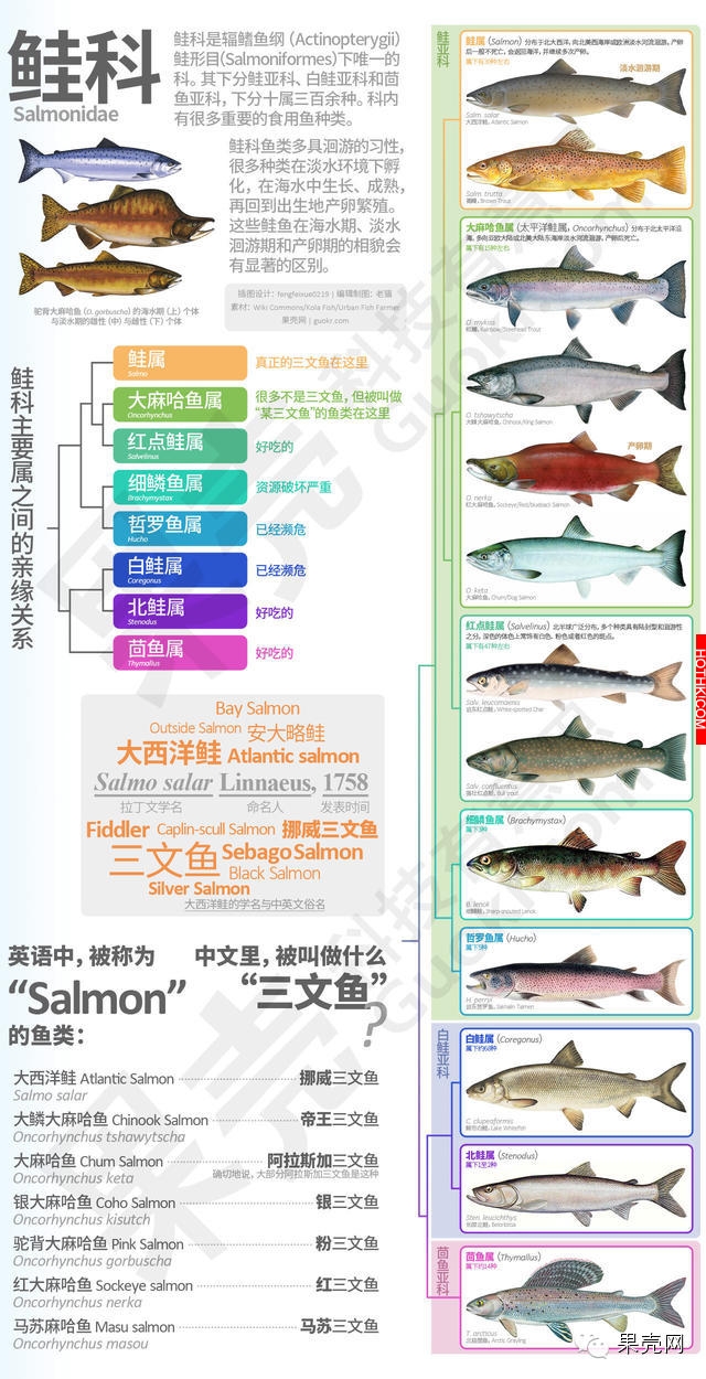 你以為你吃到的真是「鮭魚」嗎？真相竟然是這樣！