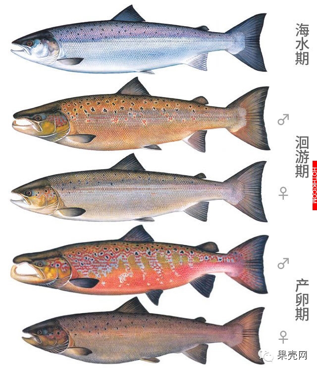 你以為你吃到的真是「鮭魚」嗎？真相竟然是這樣！