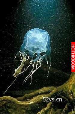 世界上最毒的動物竟然是它，分分鐘讓你見閻王！ 眼鏡蛇竟然排在第九名 ...