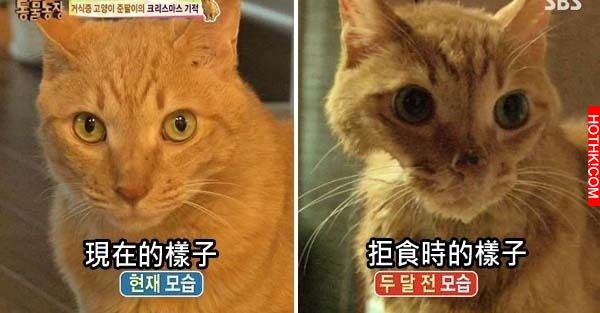 遭主人棄養的8歲老貓，做出了連獸醫師一輩子也無法相信的事，連韓國藝人都被感動申請 ...