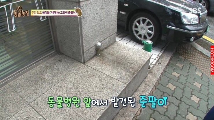 遭主人棄養的8歲老貓，做出了連獸醫師一輩子也無法相信的事，連韓國藝人都被感動申請 ...