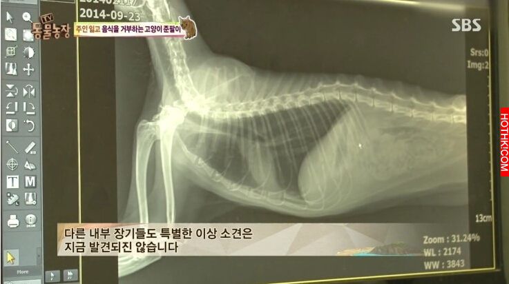 遭主人棄養的8歲老貓，做出了連獸醫師一輩子也無法相信的事，連韓國藝人都被感動申請 ...