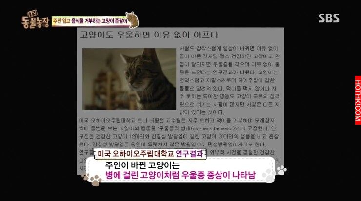 遭主人棄養的8歲老貓，做出了連獸醫師一輩子也無法相信的事，連韓國藝人都被感動申請 ...
