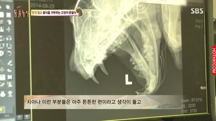 遭主人棄養的8歲老貓，做出了連獸醫師一輩子也無法相信的事，連韓國藝人都被感動申請 ...