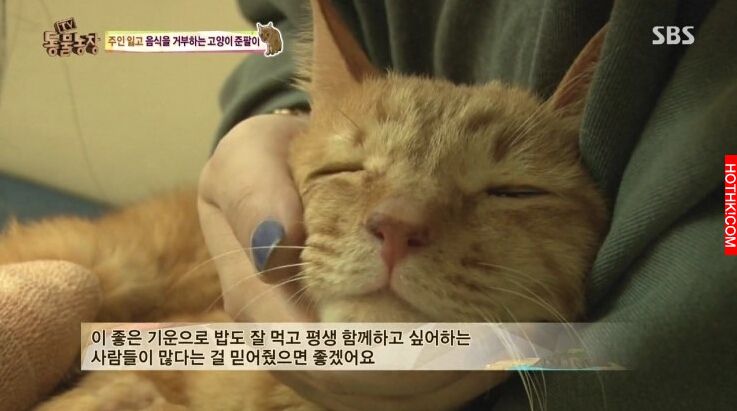 遭主人棄養的8歲老貓，做出了連獸醫師一輩子也無法相信的事，連韓國藝人都被感動申請 ...