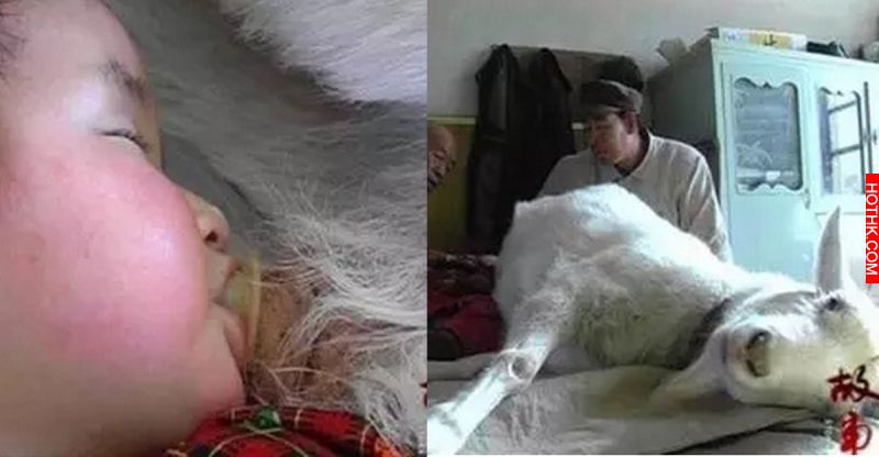 2歲女孩的媽媽竟然是一隻「山羊」，大家都為了這個可憐的孩子哭了！ ...