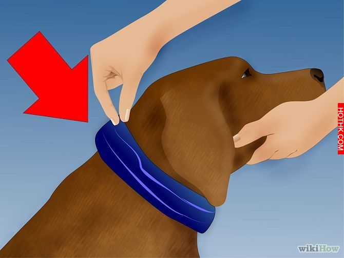 Get Rid of Ticks Around Your Home Step 5.jpg