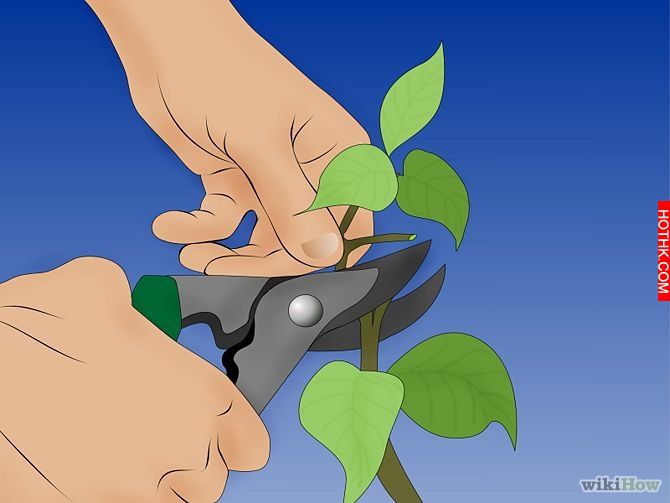 Get Rid of Ticks Around Your Home Step 8.jpg