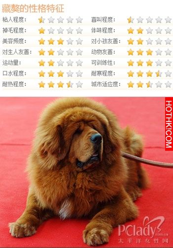 世界上僅存2隻！可怕又兇殘的藏獒之王——鬼獒