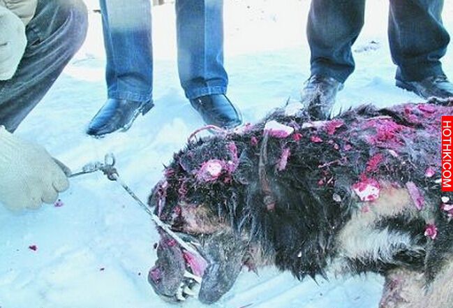世界上僅存2隻！可怕又兇殘的藏獒之王——鬼獒