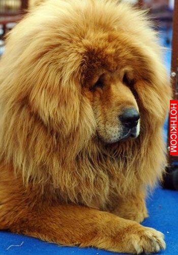 世界上僅存2隻！可怕又兇殘的藏獒之王——鬼獒