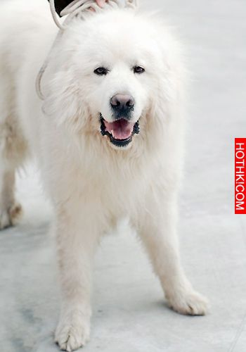世界上僅存2隻！可怕又兇殘的藏獒之王——鬼獒