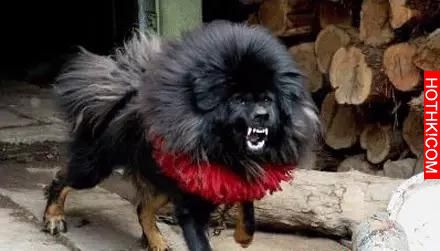 世界上僅存2隻！可怕又兇殘的藏獒之王——鬼獒