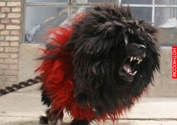 世界上僅存2隻！可怕又兇殘的藏獒之王——鬼獒