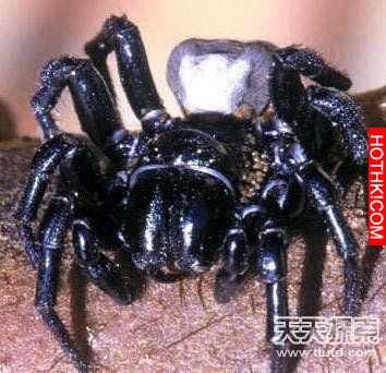 令人聞風喪膽!地球上15大動物毒王排行榜，第一名竟然不是箱形水母 ...