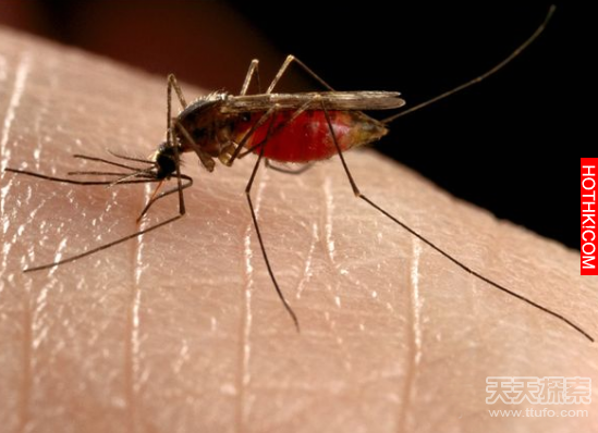 令人聞風喪膽!地球上15大動物毒王排行榜，第一名竟然不是箱形水母 ...
