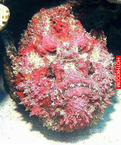 令人聞風喪膽!地球上15大動物毒王排行榜，第一名竟然不是箱形水母 ...