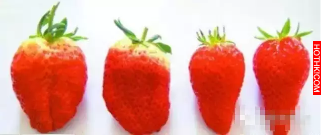 如何辨識打了激素的草莓？這“五種”草莓不要買！！長成這樣絕對有問題..... ...