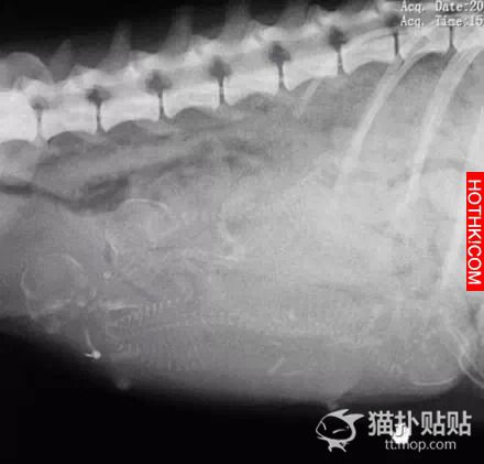 一位有心的網友記錄了，萌寶寶誕生記，看完心都化了。