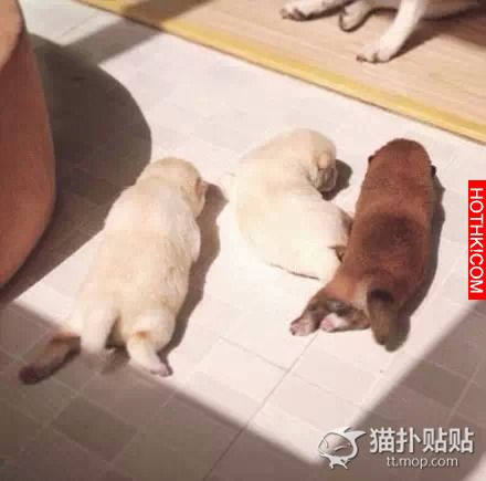一位有心的網友記錄了，萌寶寶誕生記，看完心都化了。