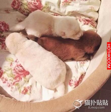 一位有心的網友記錄了，萌寶寶誕生記，看完心都化了。
