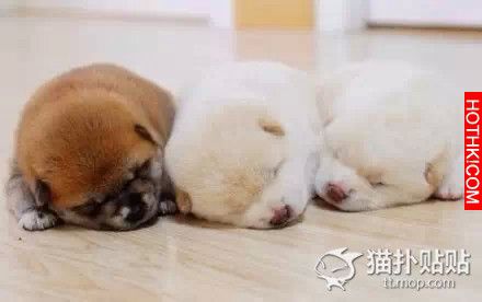一位有心的網友記錄了，萌寶寶誕生記，看完心都化了。