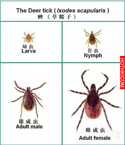 急轉！踏青掃墓小心！這種小蟲現在正活躍！已多次致人死亡！連狗狗都不放過... ...