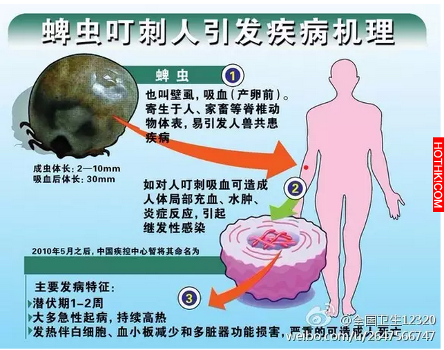 急轉！踏青掃墓小心！這種小蟲現在正活躍！已多次致人死亡！連狗狗都不放過... ...