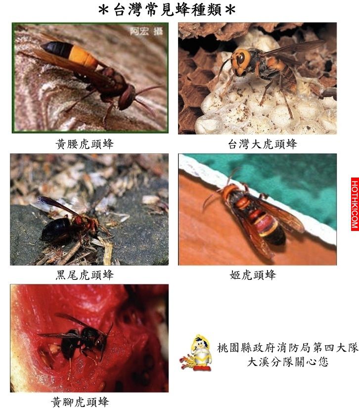 養蜂人不小心在電梯裡打翻了整盒蜜蜂！辣妹的反應實在．．． ...