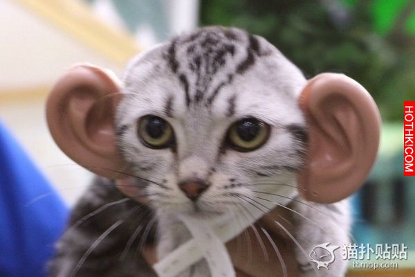 雖然人戴上貓耳就很萌，但是給貓戴上人耳朵，就完全不萌