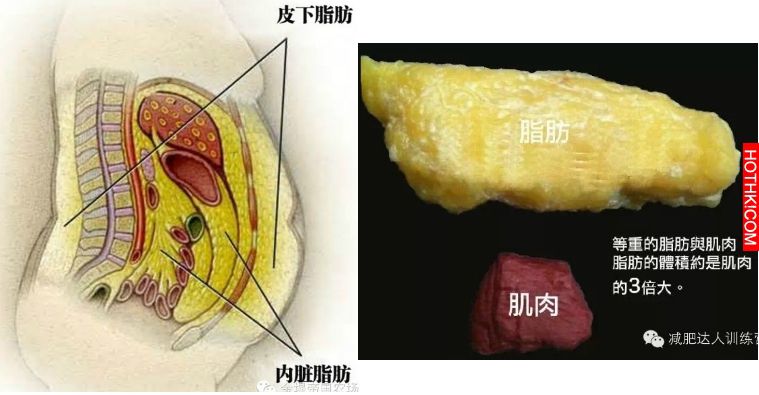 吃不死你瘦死你！吸光你身體脂肪的9大食​​物！讓你又美又白又瘦！ ...