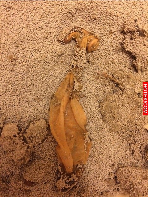 貓之報恩！？ 幫妹顧貓 卻從「貓砂」得知妹男友的秘密