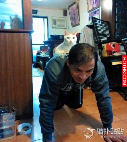 “爸爸一開始不准養貓”系列......最後都成了貓奴
