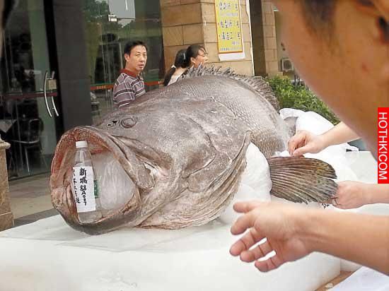 人類史上最大的動物集合！妖到不能再妖...