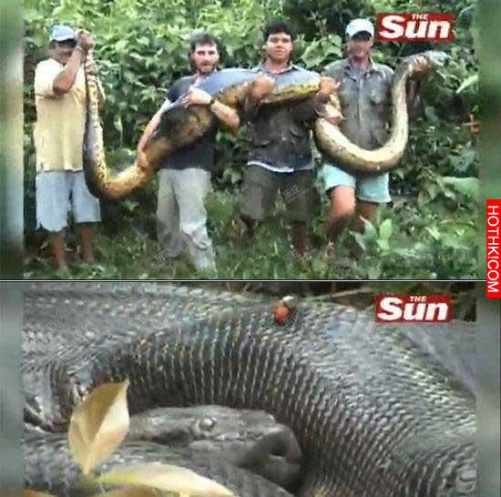 人類史上最大的動物集合！妖到不能再妖...