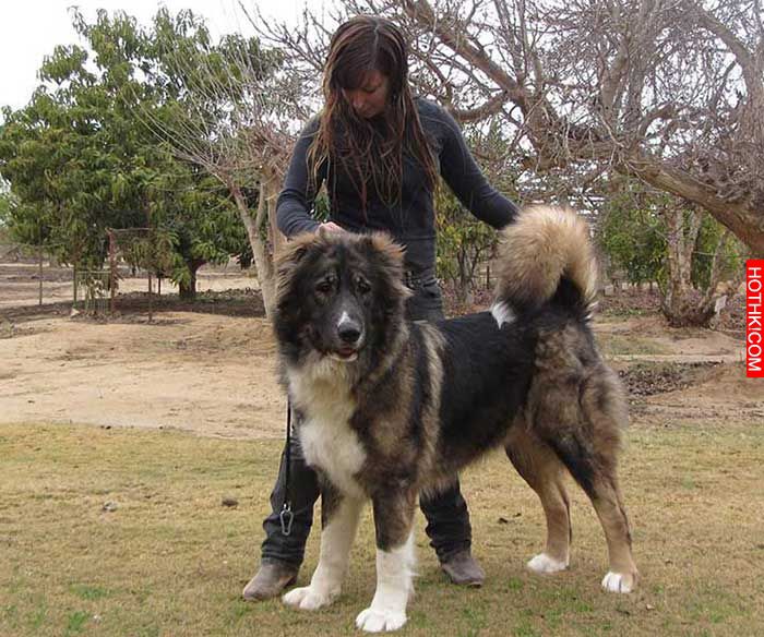 世界上最稀有的27種犬-15