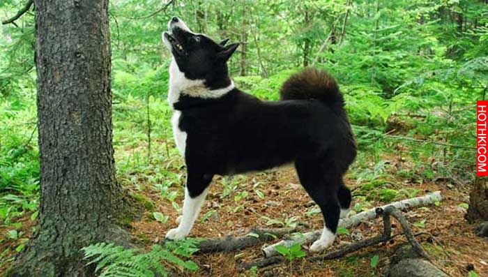 世界上最稀有的27種犬-25