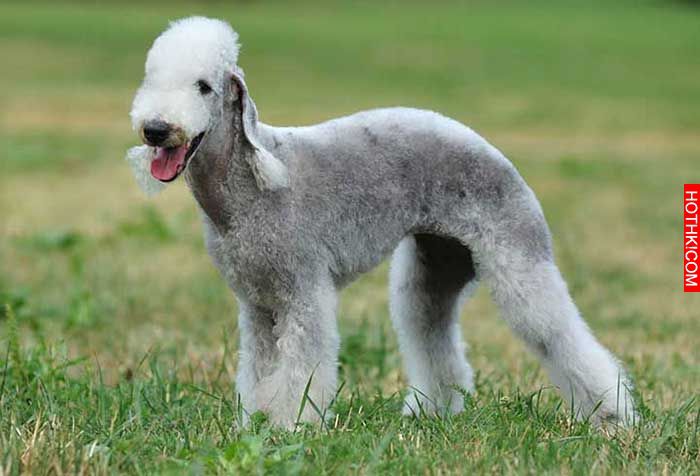 世界上最稀有的27種犬-19