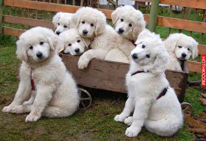 世界上最稀有的27種犬-17