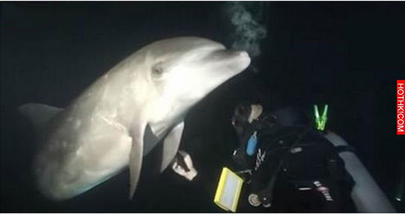 潛水員在潛水途中發現一隻海豚不斷靠近，本來以為他只是好奇才過來的...沒想到居然在 ...