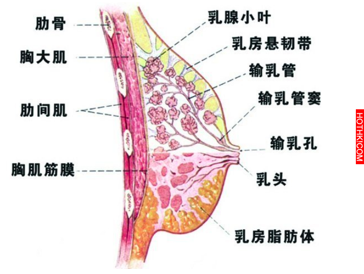 夏天到了! 原來有「狐臭」才是正常的! 沒狐臭都是變態?! 原因竟然是...你一定想不到！ ...