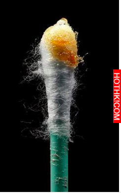 夏天到了! 原來有「狐臭」才是正常的! 沒狐臭都是變態?! 原因竟然是...你一定想不到！ ...