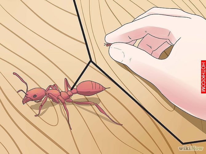 Get Rid of Ants Step 7 Version 3.jpg