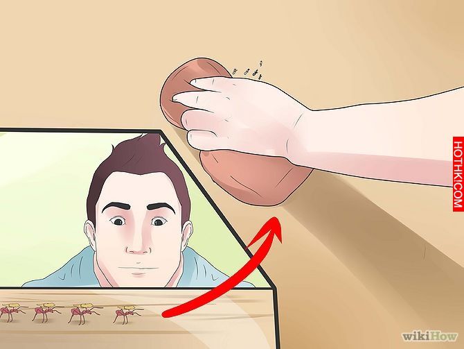 Get Rid of Ants Step 6 Version 3.jpg