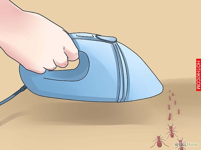 Get Rid of Ants Step 10 Version 3.jpg
