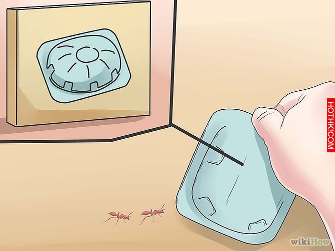 Get Rid of Ants Step 8 Version 3.jpg
