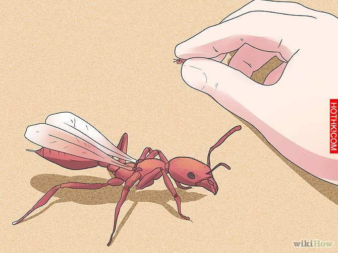 Get Rid of Ants Step 15 Version 3.jpg